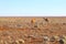 Wild camels Nullarbor Plain, Australia