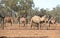 Wild camels in outback Queensland