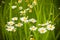 Wild camomile