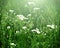 Wild camomile flowers