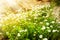 Wild camomile flowers growing on green meadow