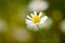 Wild camomile - Matricaria chamomilla - in the field