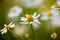 Wild camomile - Matricaria chamomilla - in the field