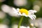 Wild camomile Matricaria chamomilla in the field