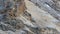 WILD Camouflaged Snow Leopard Panthera Uncia in Tibet resting on a mountain side