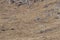 WILD Camouflaged Snow Leopard Panthera Uncia in Tibet resting on a mountain side