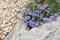 Wild campanula in national park Paklenica in Croatia