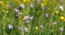 Wild Campanula violet bell flower on meadow in spring breeze