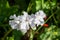 Wild Campion Flower