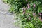 Wild Campion Flowers at the roadside