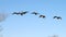 Wild Canada Geese midair on blue sky background, Staten Island, NY