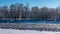 Wild Canada Geese on the shore of a river in winter