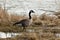 Wild Canada goose