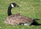 Wild Canada Goose(Branta Canadensis)