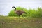Wild canada goose on grass near the lake