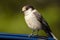 A wild Canada Jay Perisoreus canadensis in winter plumage landed on a car door in a popular park in British Columbia