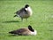 Wild Canadian geese preening on the meadow nibbling the grass, green juicy grass, in Indianapolis park, USA.