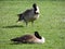 Wild Canadian geese preening on the meadow nibbling the grass, green juicy grass, in Indianapolis park, USA.