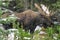 Wild Canadian Moose (Alces alces)