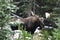 Wild Canadian Moose (Alces alces)