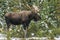 Wild Canadian Moose (Alces alces)