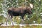 Wild Canadian Moose (Alces alces)