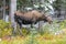 Wild Canadian Moose (Alces alces)