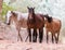 Wild Canyon Horses