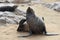 Wild cape fur seal, Namibia