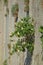 Wild caper bush Capparis spinosa growing on cliff