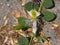 Wild caper bush or Flinders rose, Capparis spinosa, flower close-up, selective focus, shallow DOF