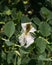 Wild caper bush or Flinders rose, Capparis spinosa, flower close-up, selective focus, shallow DOF