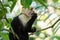 Wild capuchin eating grapes