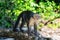 Wild Capuchin Monkey on a Log