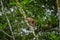 Wild Capuchin Monkey sitting over a branch, inside of the amazon rainforest in Cuyabeno National Park in Ecuador