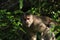 Wild capuchin monky, Cebus albifrons,looking straight at the camera