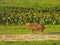 Wild capybara at the grassland