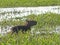 Wild capybara at the water