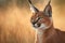 Wild Caracal cat.