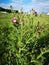 Wild cardoon close up picture