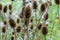 Wild cardoon in a field after flowering