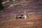 Wild Caribou in Alaska