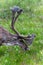 A wild caribou at Denali National Park in spring