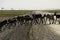 A wild Caribou herd crossing the road