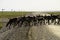 A wild Caribou herd crossing the road