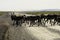 A wild Caribou herd crossing the road