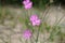 Wild carnation, Dianthus sylvestris - The plant from the Letea forest, Tulcea, Romania