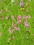Wild Carnations in tall greeen grass