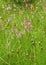 Wild carnations in tall meadow grass