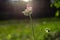 Wild carota and the rays of the setting sun. Daucus Carota.